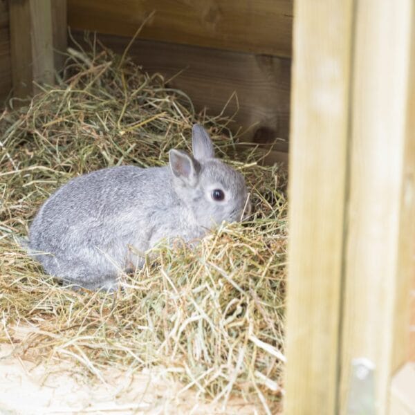 Rabbit or Guinea Pig Hutch - Image 9