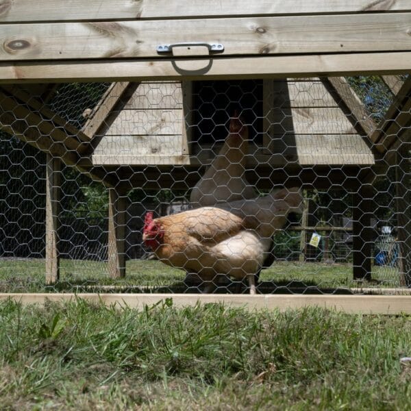Large Raised Chicken Coop - Image 16