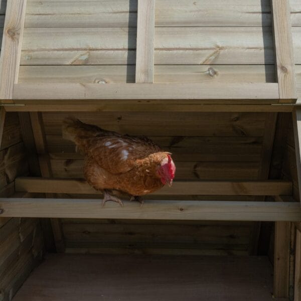 Large Raised Chicken Coop - Image 15